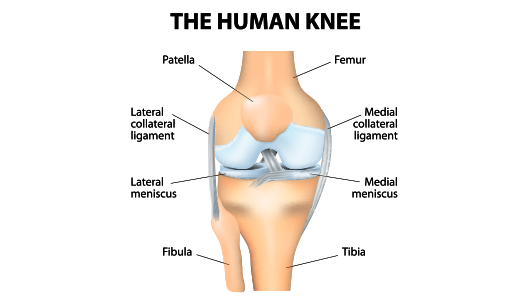 Human Knee Diagram