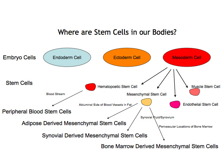 where-are-stem-cells