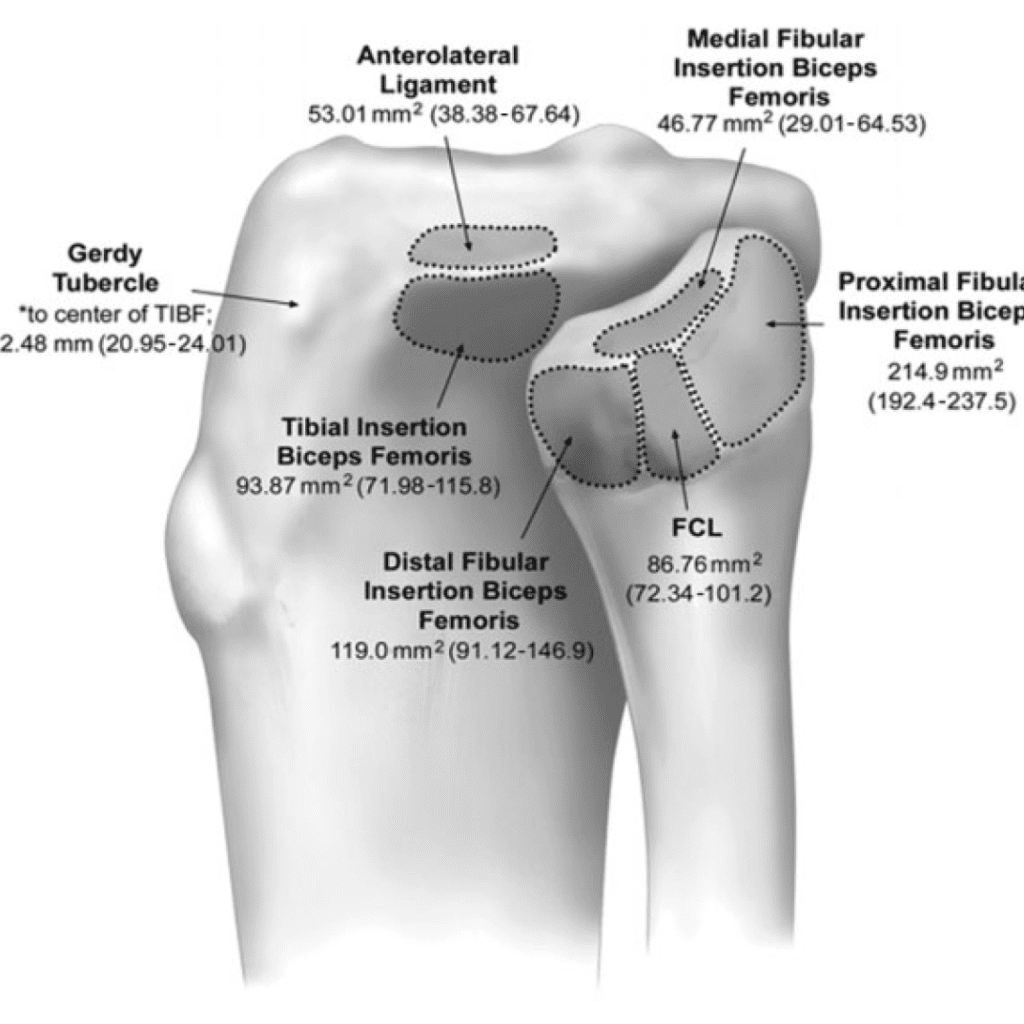 proximal fibula and tibia